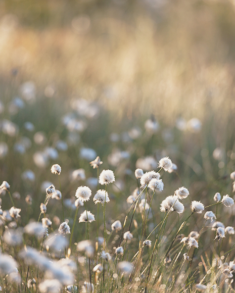 kuva 3 tulossa purotie